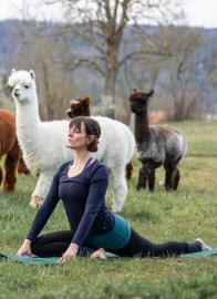 Yoga inmitten Alpakas-Hägendorf Region Olten 