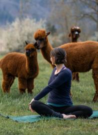 Yoga inmitten Alpakas-Uebeschi Thun