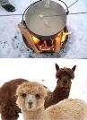 Fondue au milieu des alpagas Hägendorf