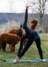 Yoga inmitten Alpakas-Bergdietikon bei Zürich  (Auffahrtswochenende)