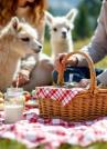 Picknick inmitten Alpakas Emmental - Landiswil (Auffahrtswochenende)