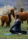 Yoga inmitten Alpakas-Uebeschi Thun