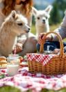Picknick inmitten Alpakas Region Olten-Hägendorf (Vatertag)