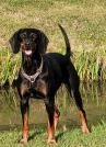 HM: Hundetraining - S-2025-06-14 Grundlagen Hundeausbildung in der Jagd