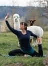 Yoga inmitten Alpakas-Schönenberg ZH