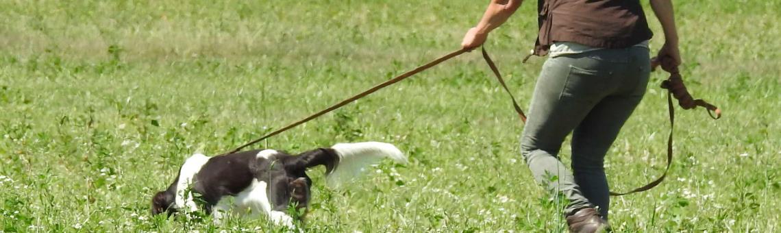 HM: Hundetraining - S-2025-06-14 Grundlagen Hundeausbildung in der Jagd