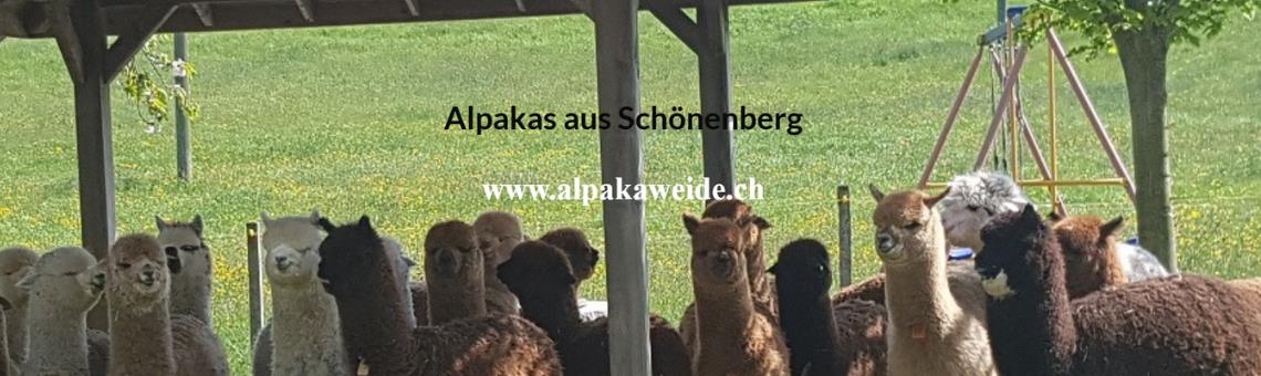 Yoga inmitten Alpakas-Schönenberg ZH