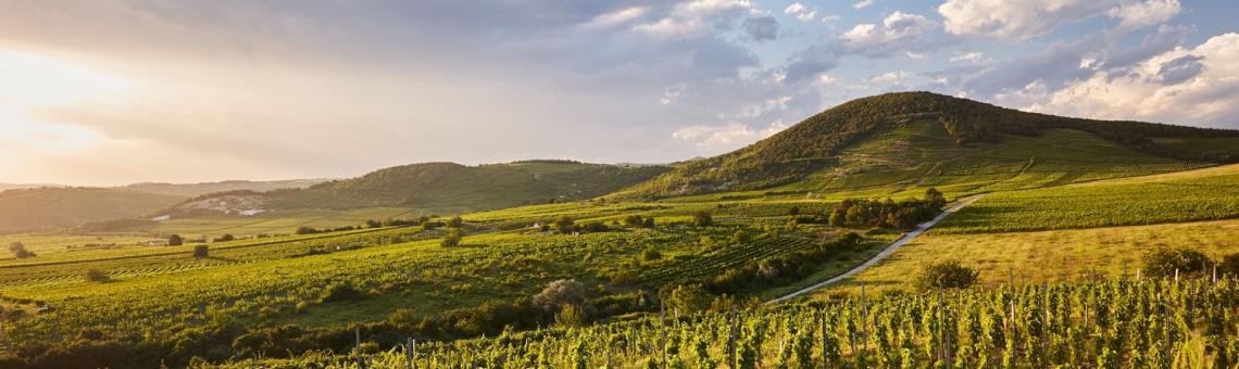 Furmint February Zurich - Tickets - 1.2.2026 - Zurich