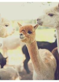 Alpaka Hof Gnöd 5, Petra Leutenegger