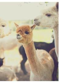 Alpakahof Alpajama Familie Mühlemann