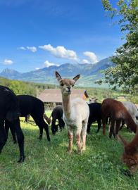 Sprung Alpakas - Alpaka Hof beim Sarnersee