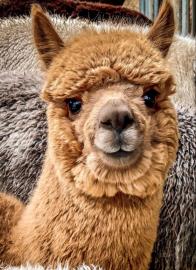 Bauerhhof im Eichholz