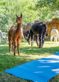 Uelis Stöckli in Meikirch