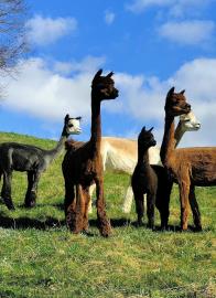 Schmalenhof im Emmental