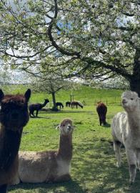 Alpakaweide.ch Gemeinde Wädeswil