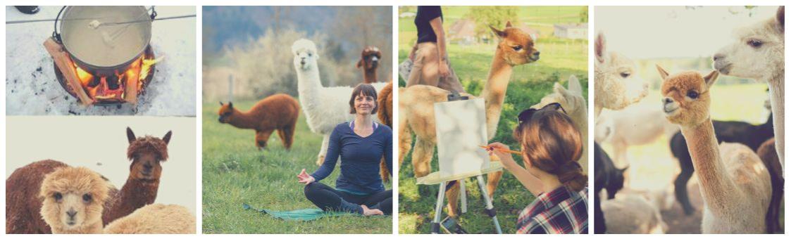 Alpakahof Alpajama Familie Mühlemann