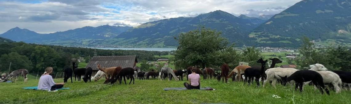 Sprung Alpakas - Alpaka Hof beim Sarnersee