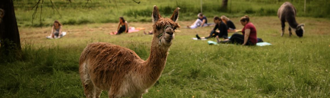 Uelis Stöckli in Meikirch